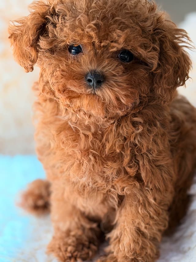 T cup Red Male Poodle Puppy media 2