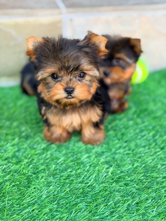 YorkiePup.com - Black & Tan Yorkshire Terrier Puppies media 2