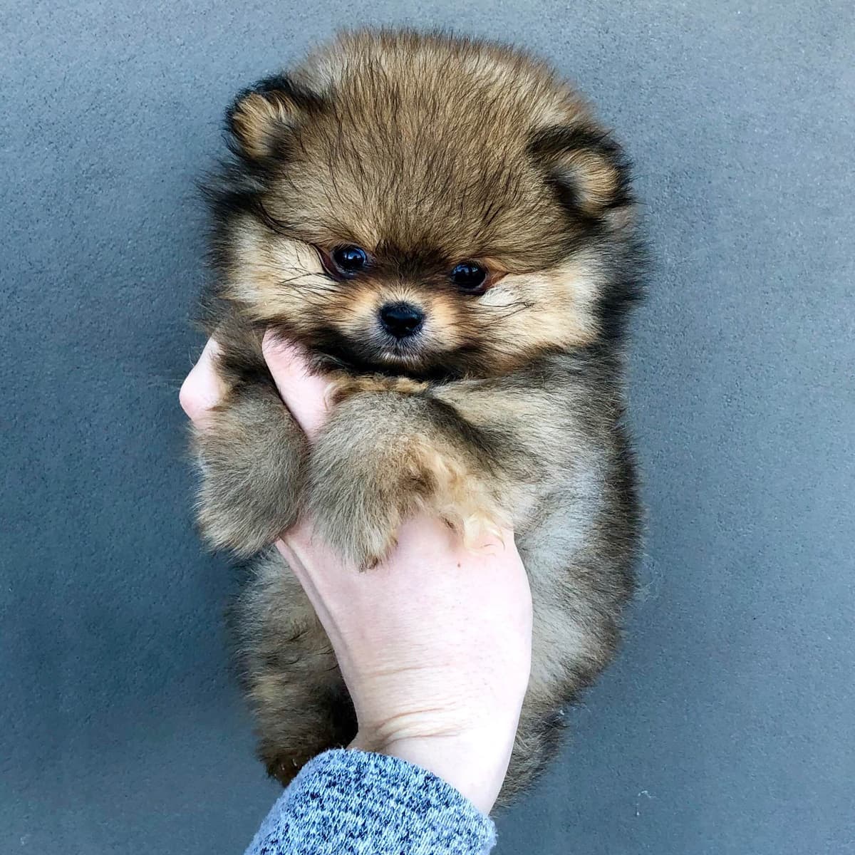 Stunning Pomeranian Puppies breeder image 2