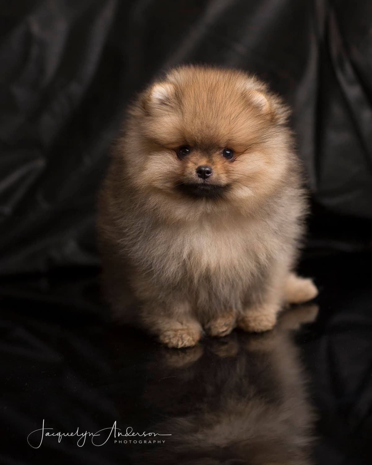 Stunning Pomeranian Puppies breeder image 5