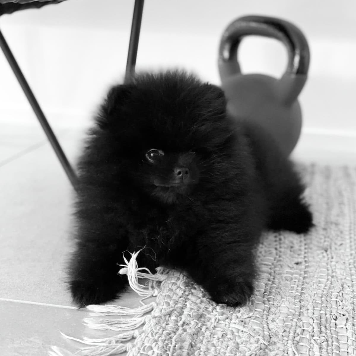 Stunning Pomeranian Puppies breeder image 6