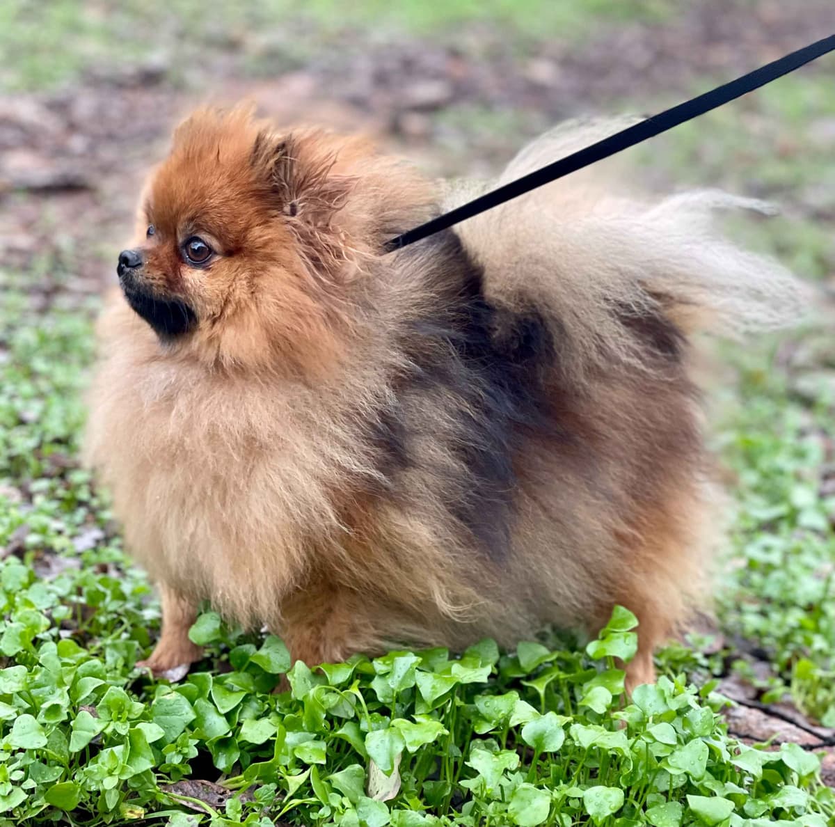 Stunning Pomeranian Puppies breeder image 7
