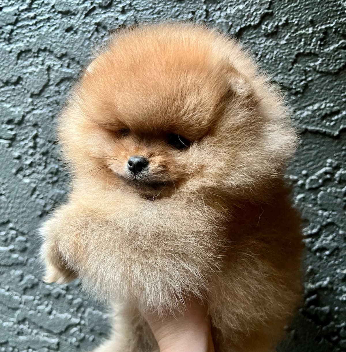 Stunning Pomeranian Puppies breeder image 8
