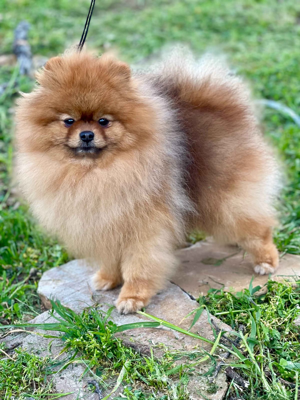 Stunning Pomeranian Puppies breeder image 10