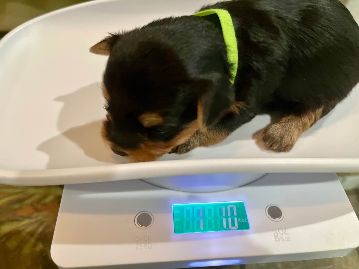 Yorkshire Terrier Puppies breeder image 3