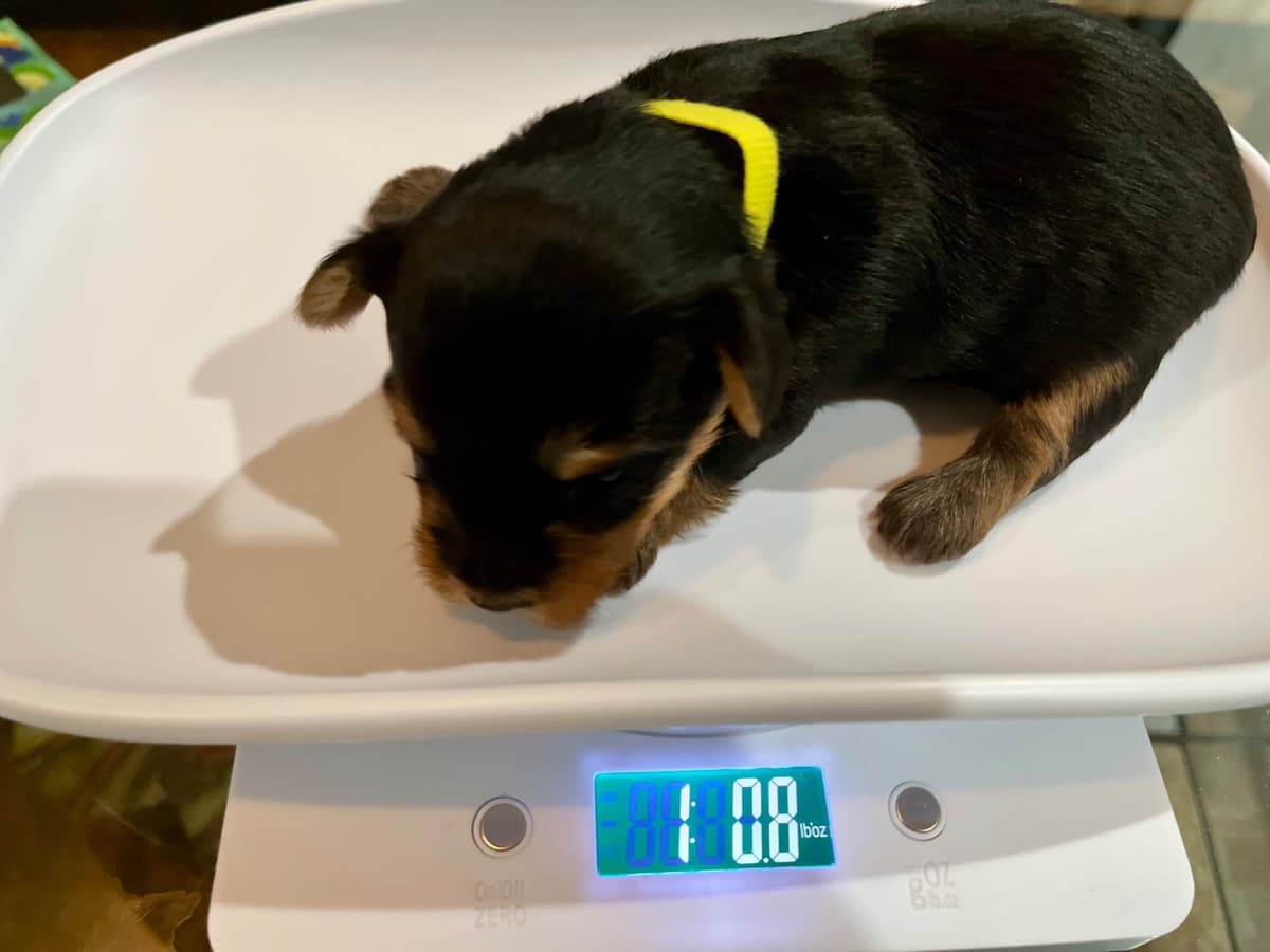 Yorkshire Terrier Puppies breeder image 4