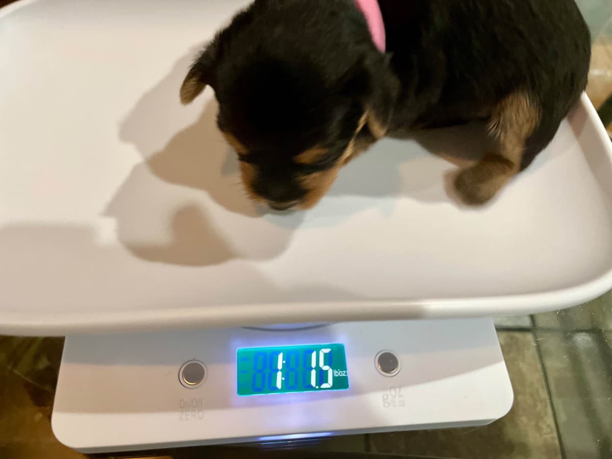 Yorkshire Terrier Puppies breeder image 5