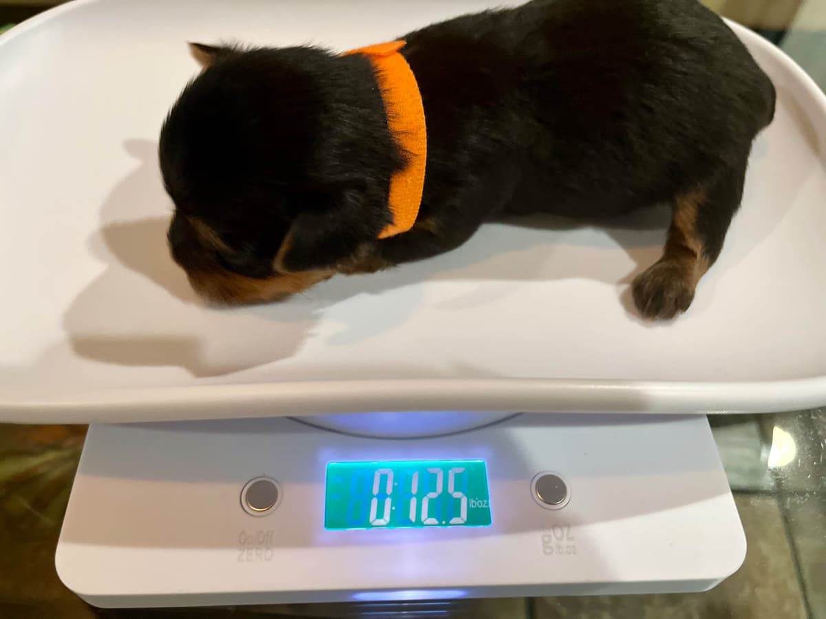 Yorkshire Terrier Puppies breeder image 6