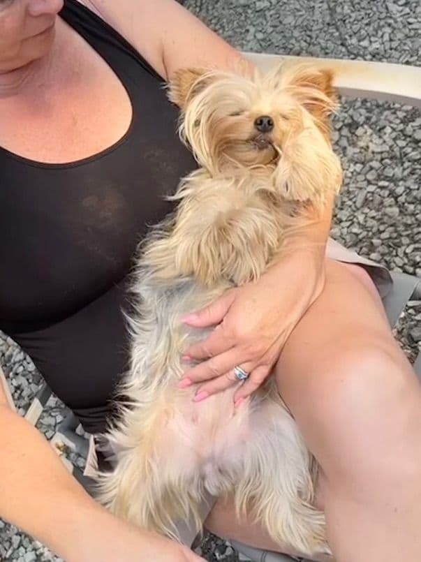Yorkshire Terrier Puppies breeder image 7