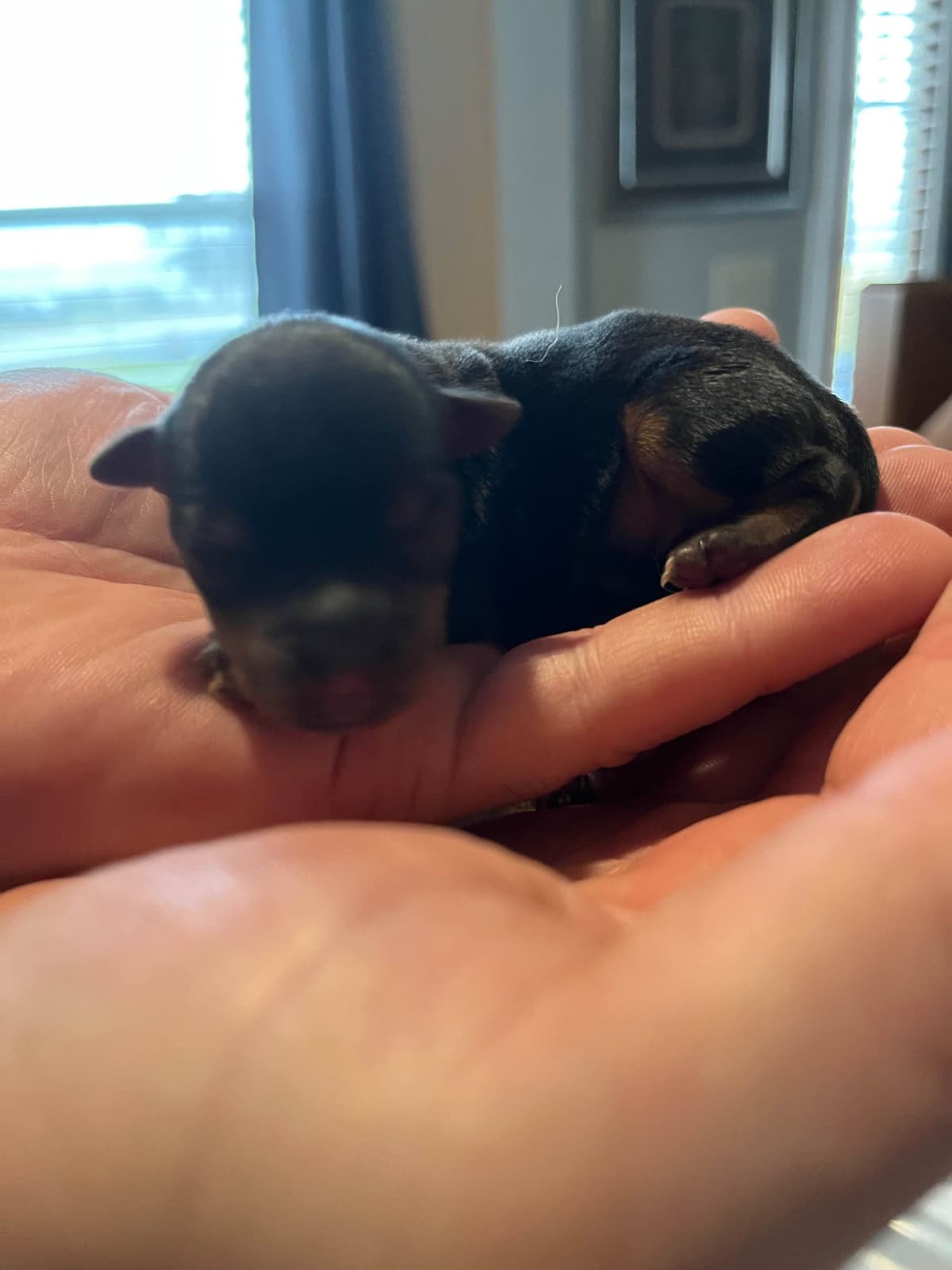 Yorkshire Terrier Puppies breeder image 9