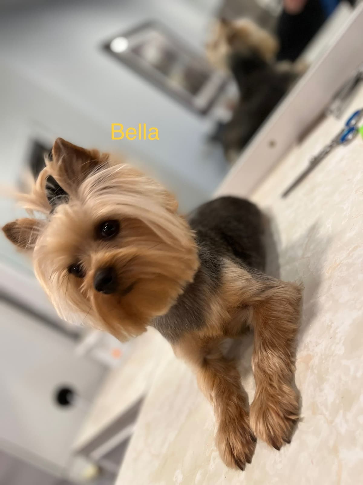 Yorkshire Terrier Puppies breeder image 10