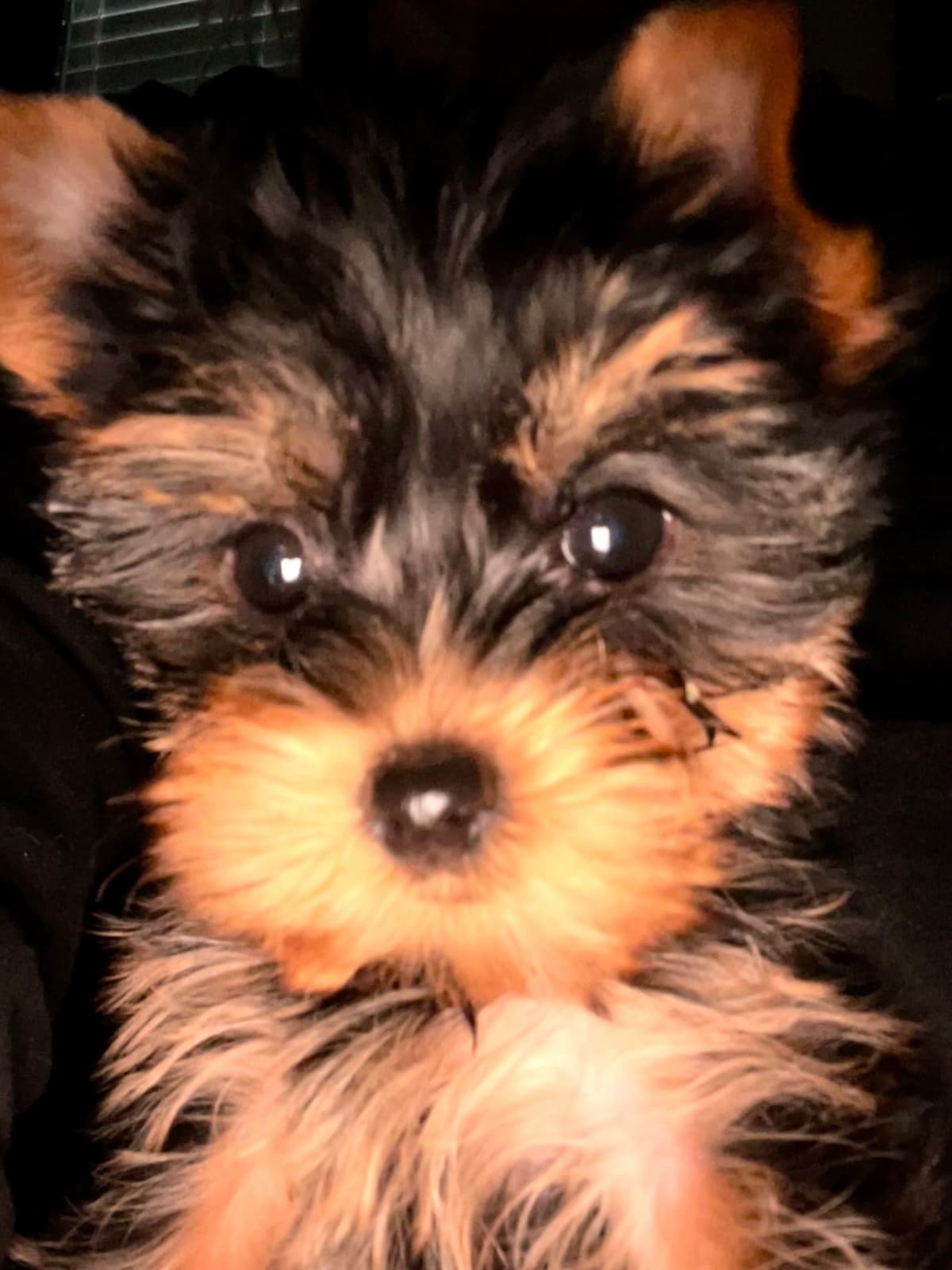 Yorkshire Terrier Puppies breeder image 11