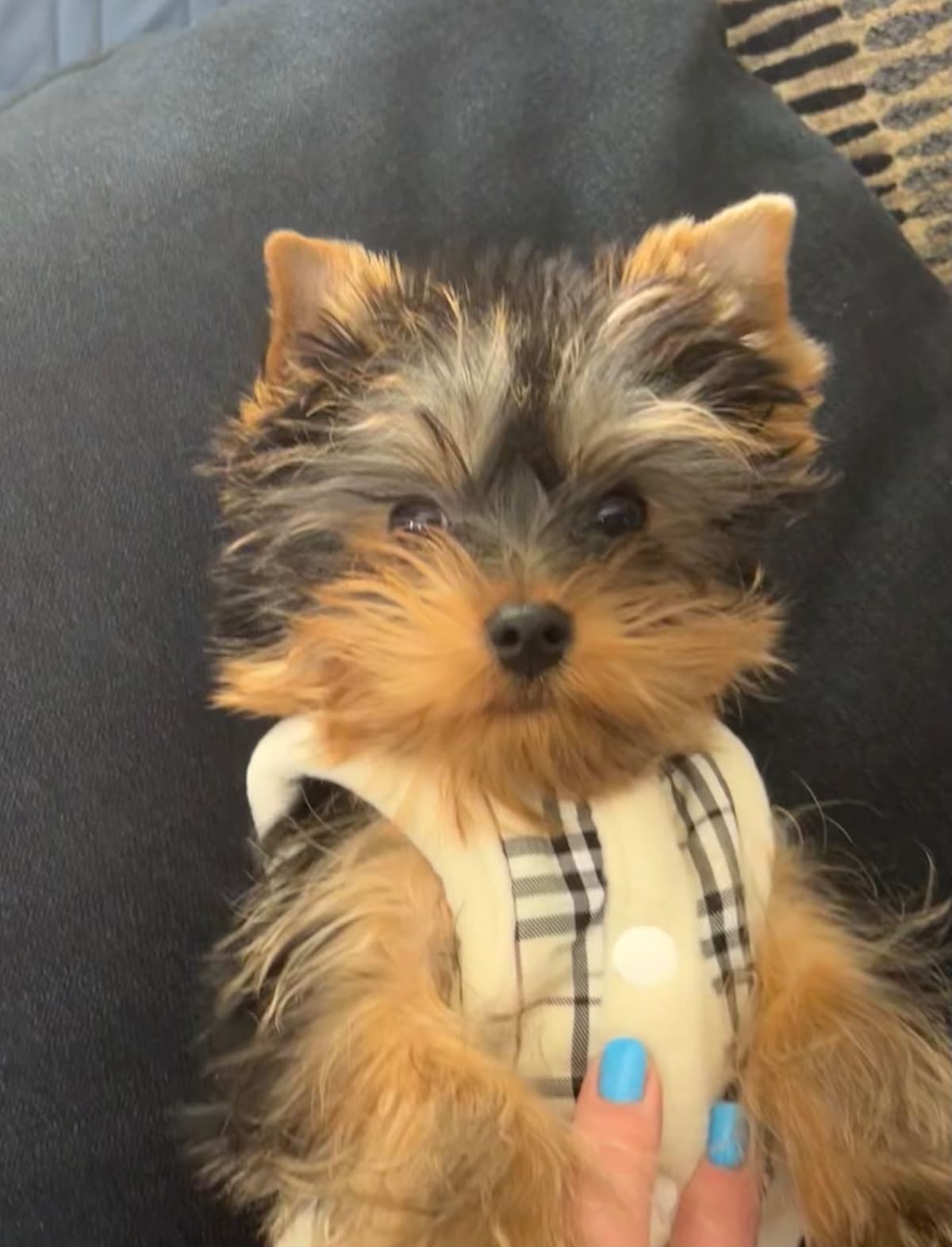 Yorkshire Terrier Puppies breeder image 12