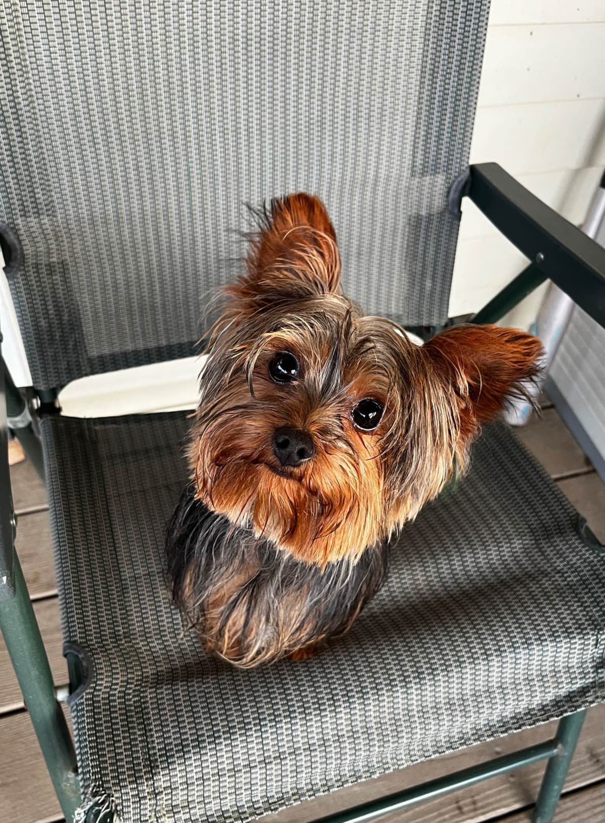 Yorkshire Terrier Puppies breeder image 13
