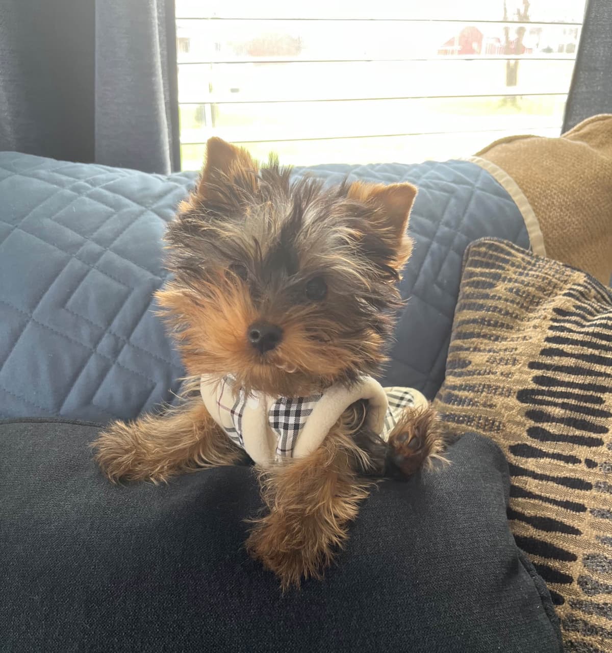 Yorkshire Terrier Puppies breeder image 14