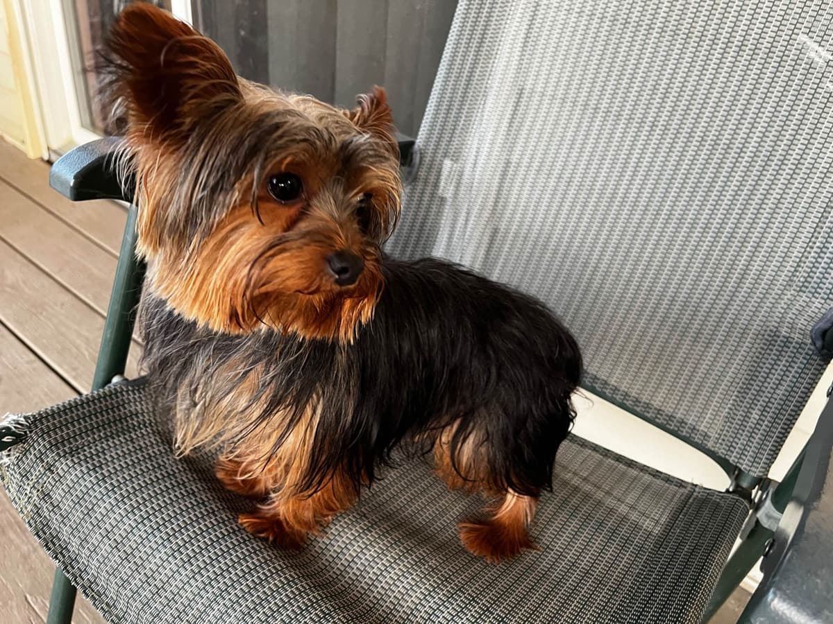 Yorkshire Terrier Puppies breeder image 16