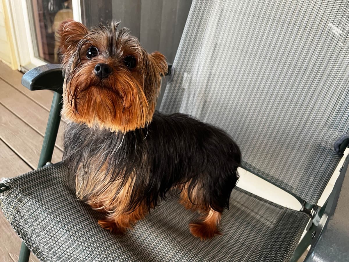 Yorkshire Terrier Puppies breeder image 17