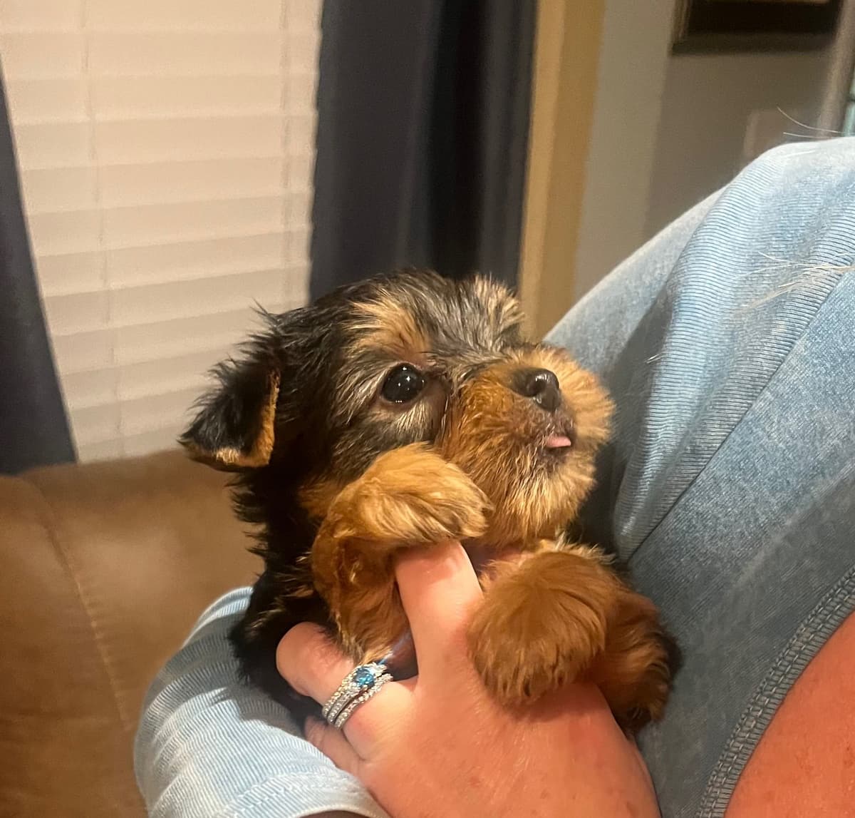 Yorkshire Terrier Puppies breeder image 18