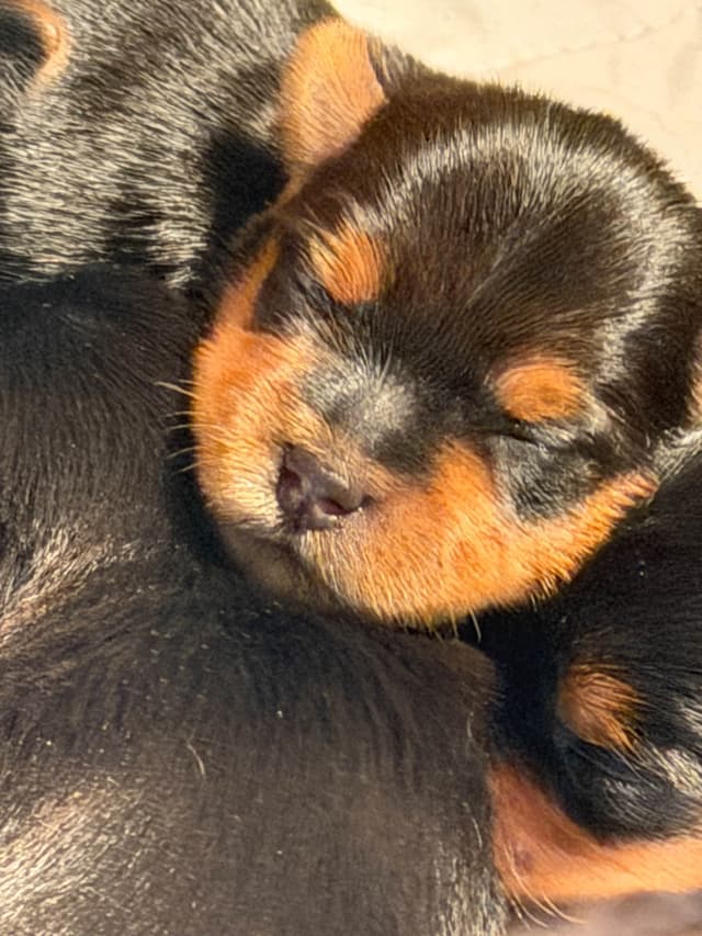 Yorkshire Terrier Puppies media 2