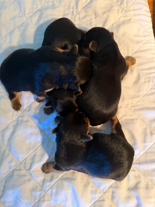 Yorkshire Terrier Puppies media 3