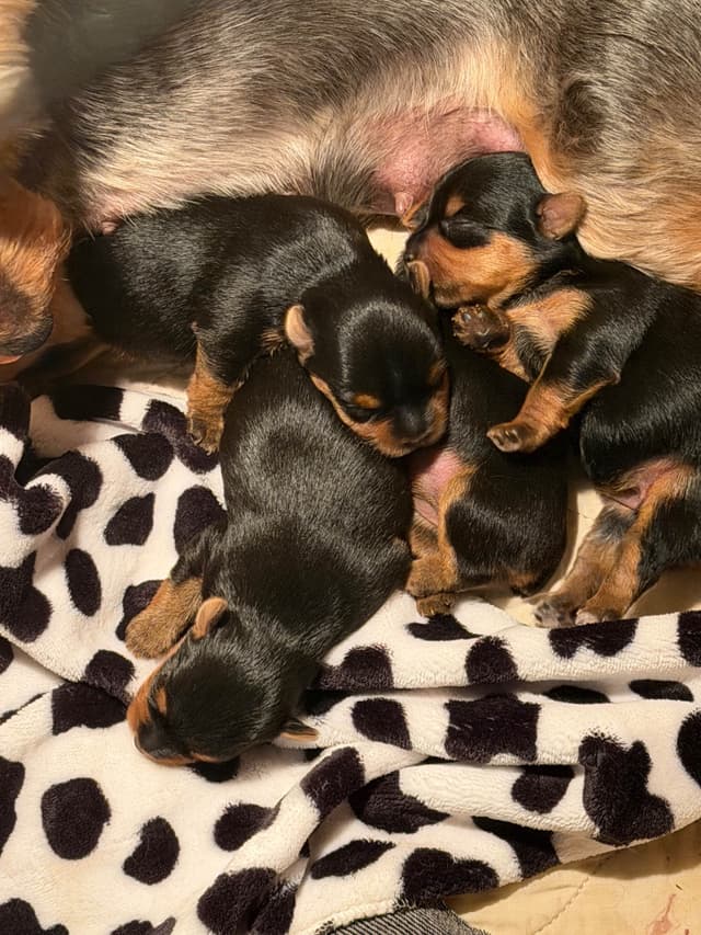 Yorkshire Terrier Puppies media 4
