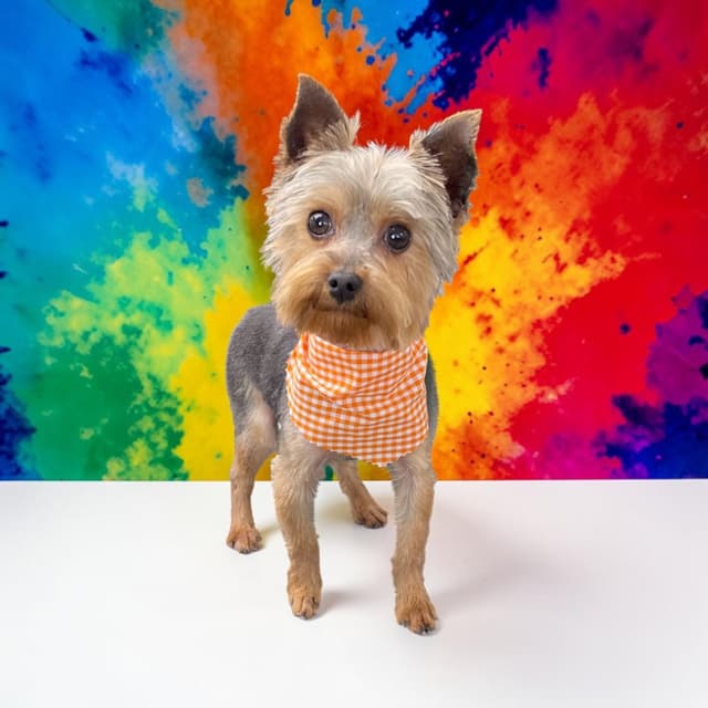 Yorkshire Terrier Puppies media 7