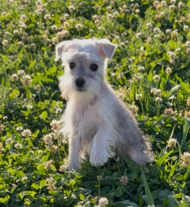 Miniature Schnauzer Puppies media 2