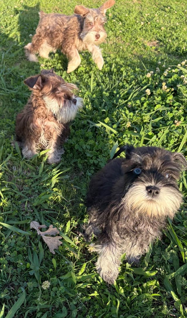 Miniature Schnauzer Puppies media 3