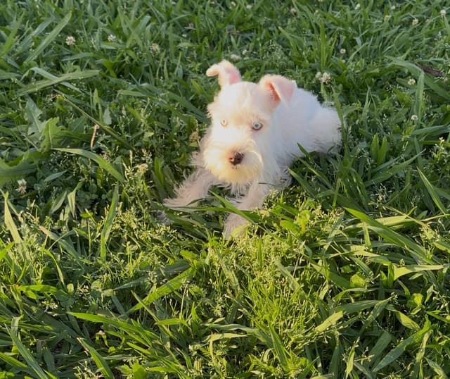 Miniature Schnauzer Puppies media 4