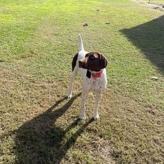 German Shorthaired Pointer Puppies breeder image 5