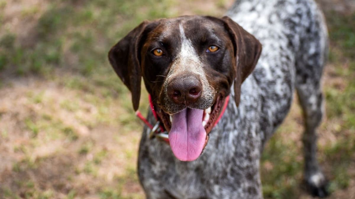 German Shorthaired Pointer Puppies breeder image 9