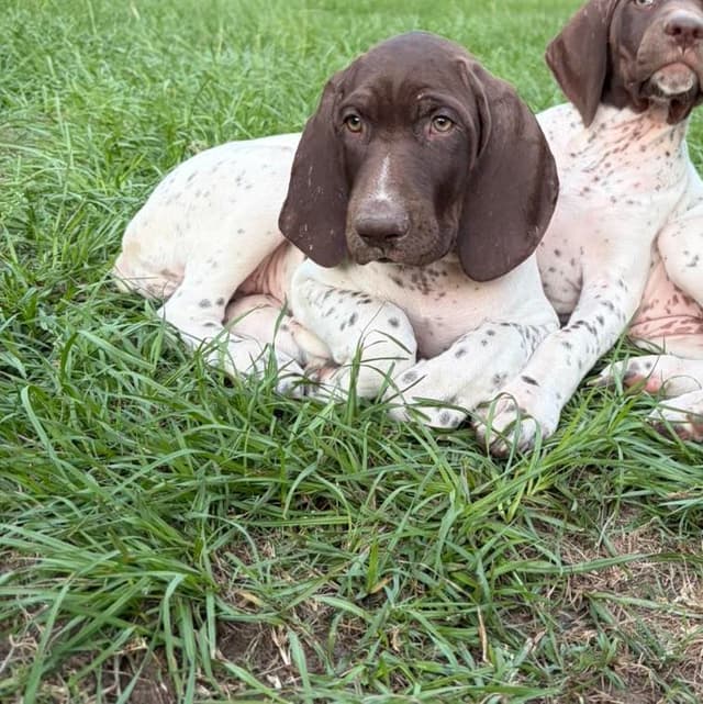 German Shorthaired Pointer Puppies media 3