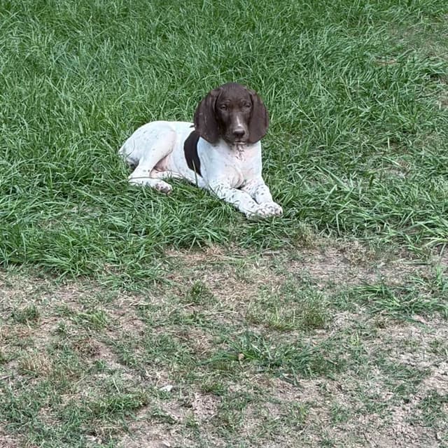 German Shorthaired Pointer Puppies media 4