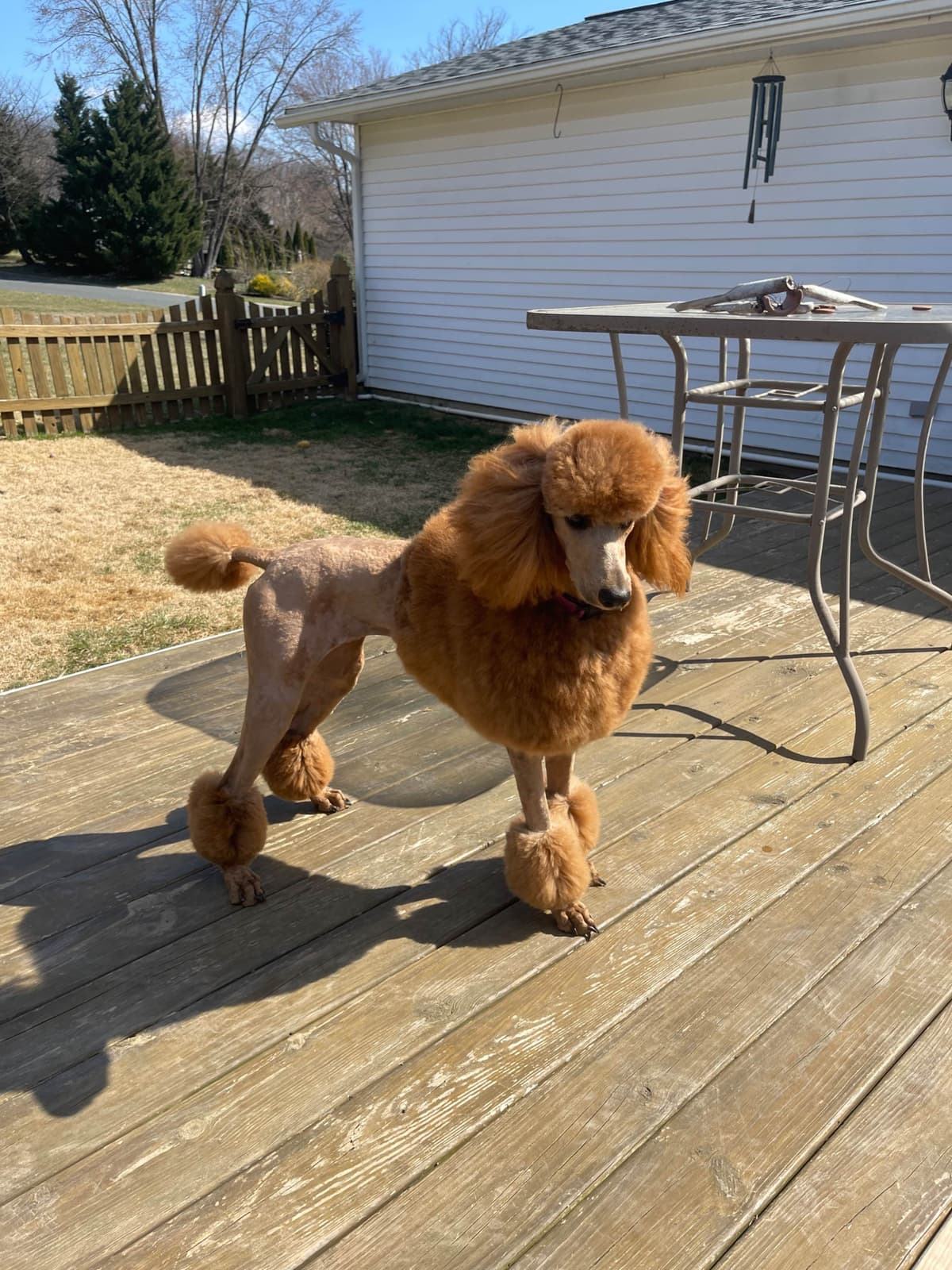 Poodle Puppies breeder image 2