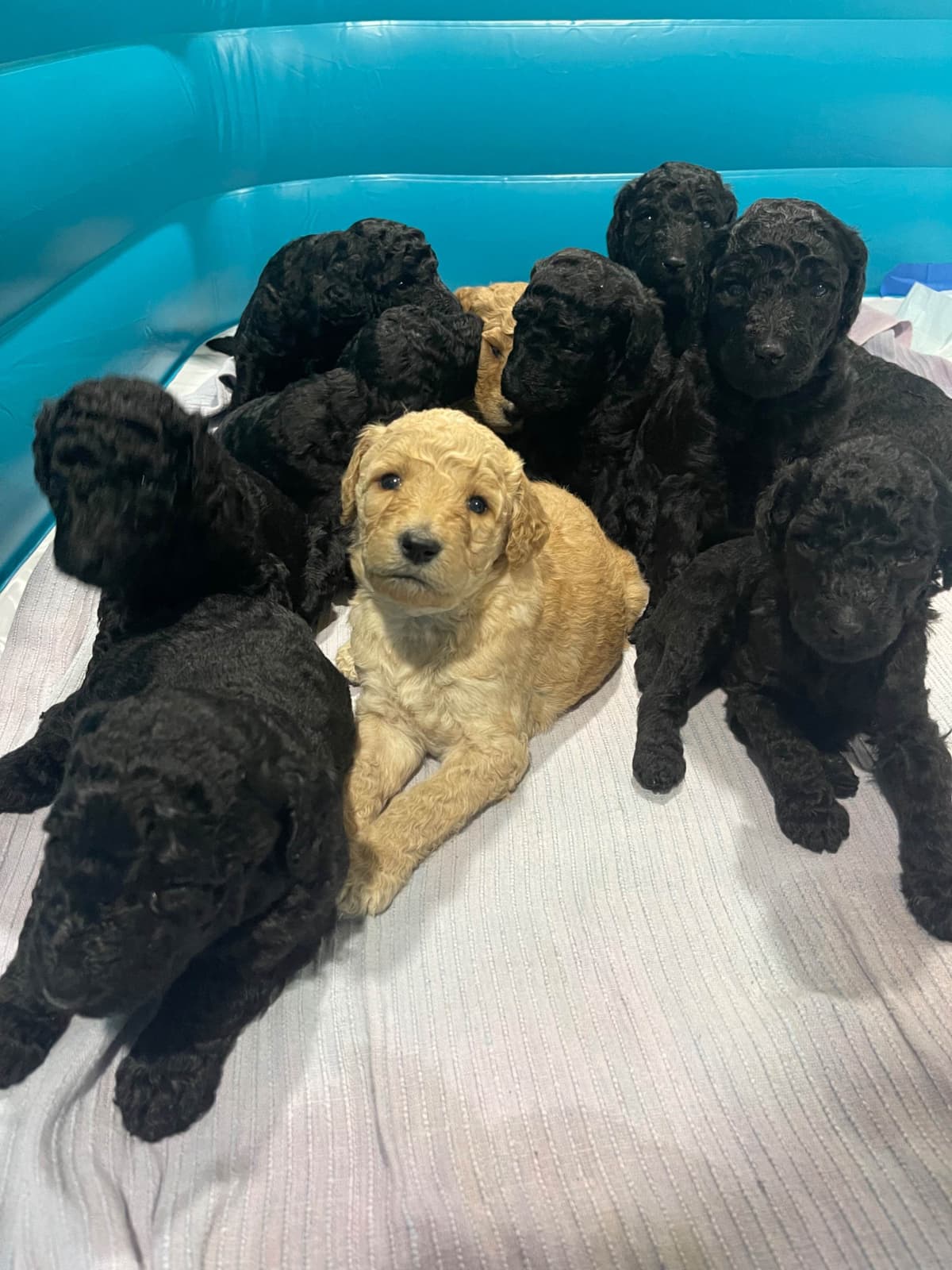 Poodle Puppies breeder image 3