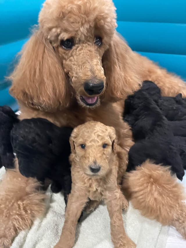 Poodle Puppies media 3
