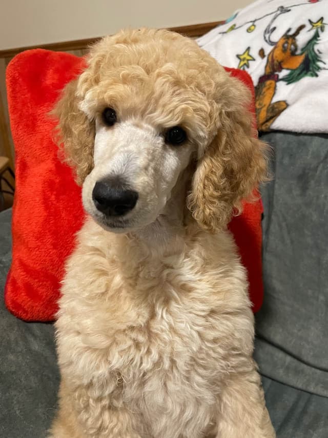 Poodle Puppies media 5