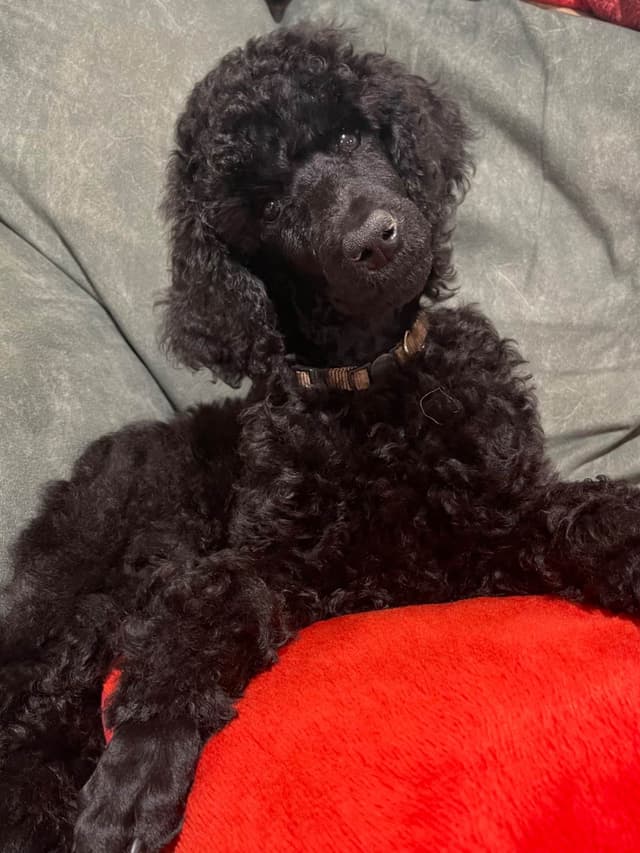Poodle Puppies media 7