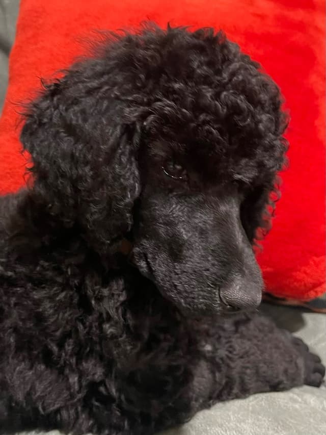 Poodle Puppies media 8