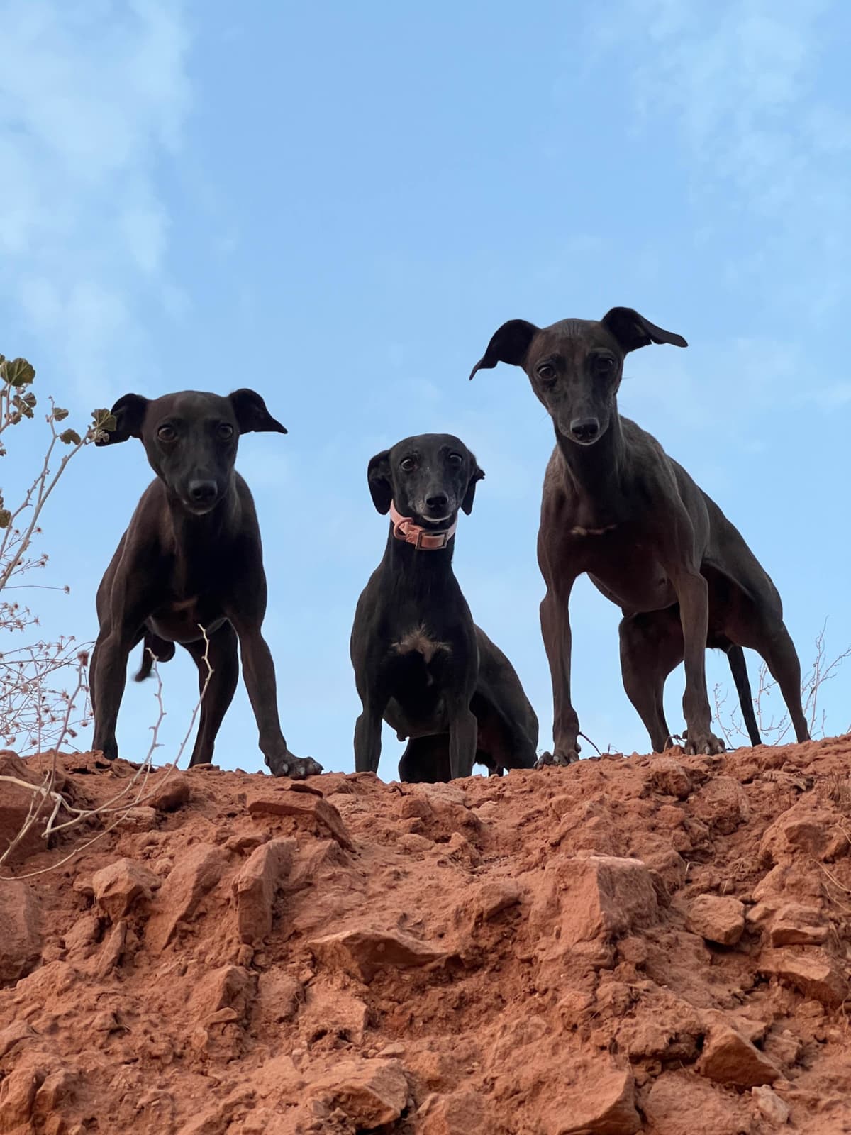 Italian Greyhound Puppies breeder image 2