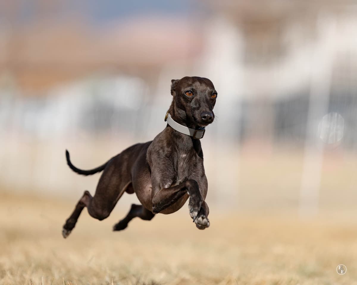 Italian Greyhound Puppies breeder image 1