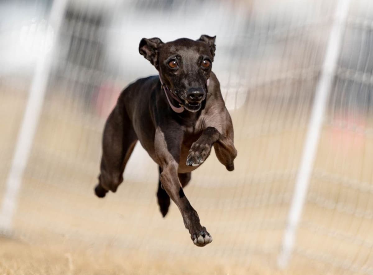 Italian Greyhound Puppies breeder image 3
