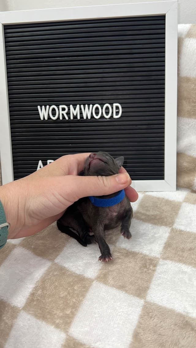 Italian Greyhound Puppies media 2