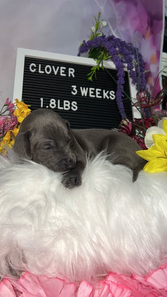 Italian Greyhound Puppies media 4
