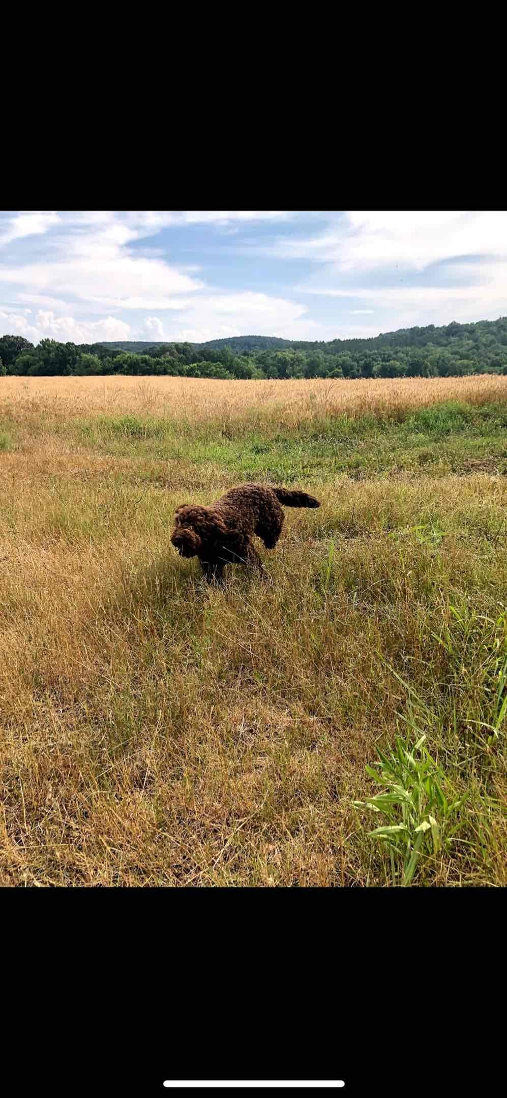 Shoals Lagotto - Lagotto Romagnolo Puppies breeder image 12