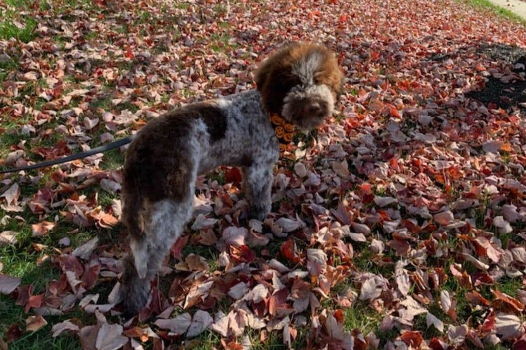 Shoals Lagotto - Lagotto Romagnolo Puppies breeder image 7