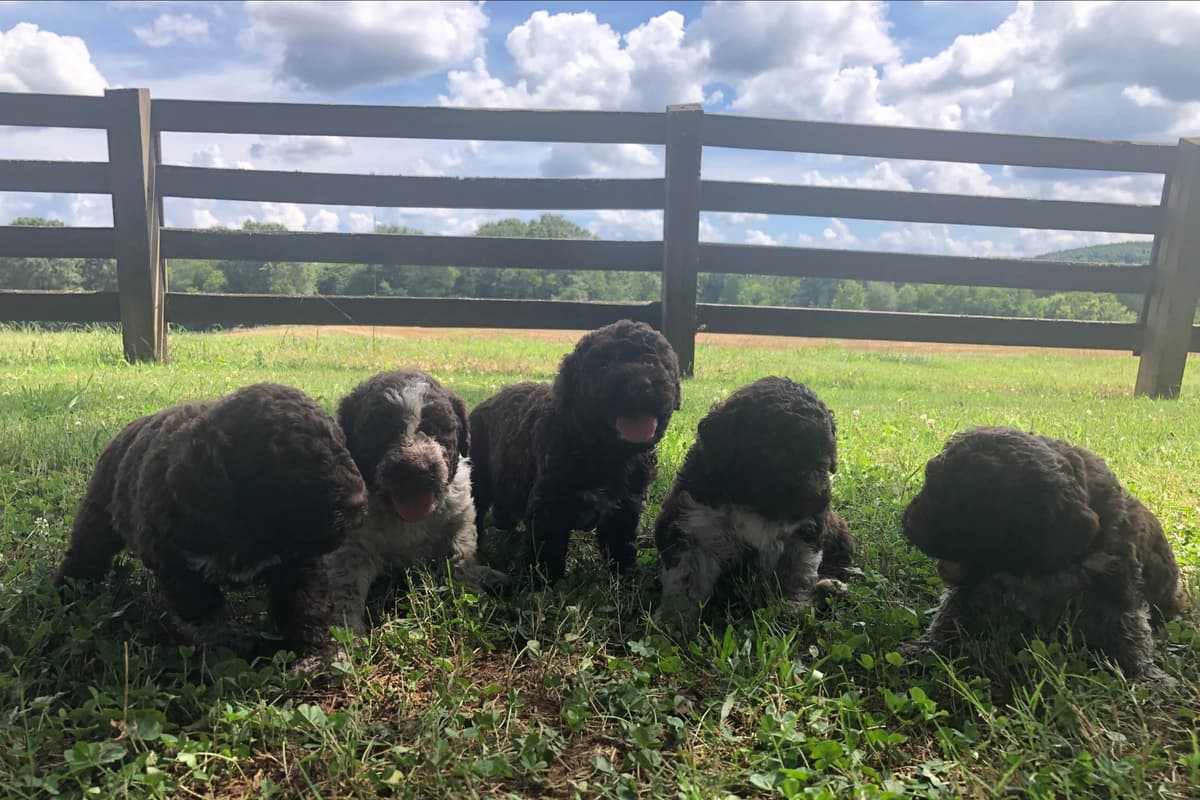 Shoals Lagotto - Lagotto Romagnolo Puppies breeder image 17