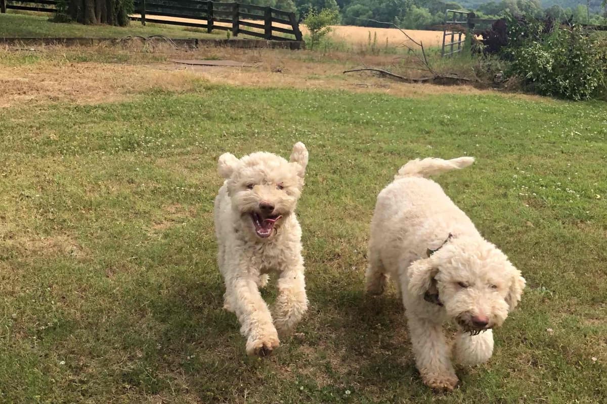 Shoals Lagotto - Lagotto Romagnolo Puppies breeder image 22