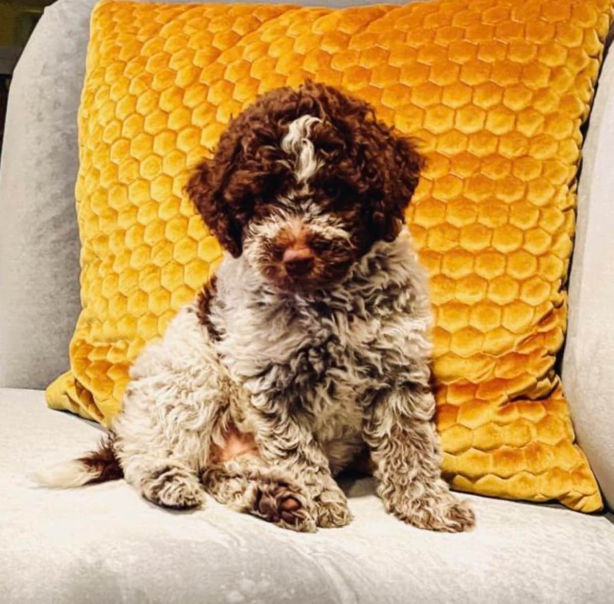 Shoals Lagotto - Lagotto Romagnolo Puppies breeder image 4