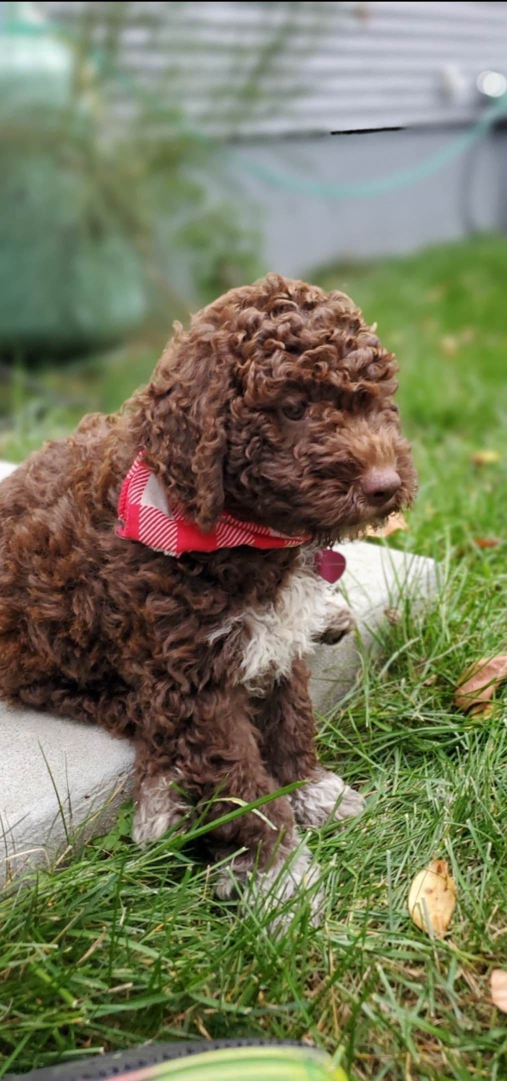 Shoals Lagotto - Lagotto Romagnolo Puppies breeder image 9